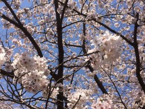 平塚市総合公園の桜